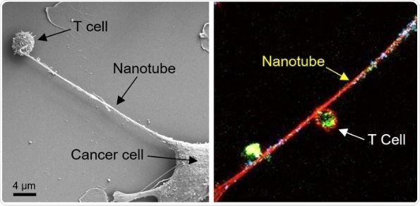 Cancer cells disarm immune cells by hijacking mitochondria, says research