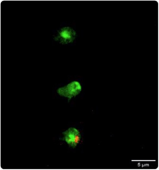 Apoptosis of mesenchymal stromal cells benefits therapeutic function