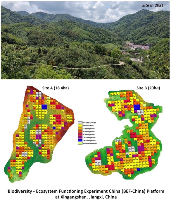 Mixed forest leads to higher productivity, says research