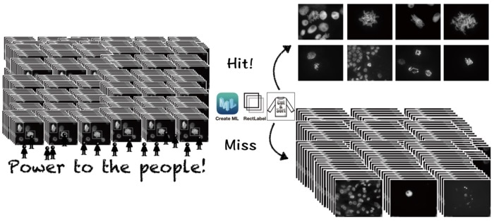 Study employs deep learning AI to classify chromosomal images from plant species