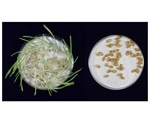 Researchers perform targeted mutagenesis to prolong dormancy in barley