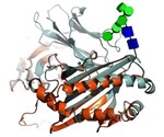 Study employs AI to comprehend sugar surrounding proteins in the human body