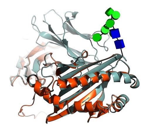 Study employs AI to comprehend sugar surrounding proteins in the human body