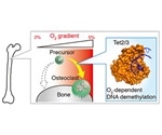 Study develops robust imaging technique to measure in situ oxygen concentration