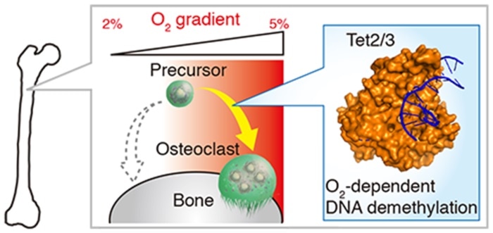 Study develops robust imaging technique to measure in situ oxygen concentration