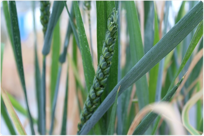 Researchers identify a gene in wheat with profound effects on the production of seeds