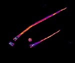 Earlier known protein complex acts as a centriole stabilizer, says study