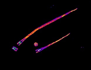 Earlier known protein complex acts as a centriole stabilizer, says study