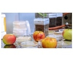 Apple trees inherit microbiome to the same extent as genes, says research
