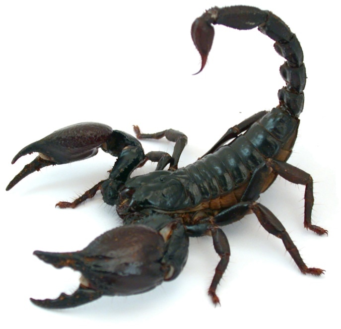 Research identifies genes involved in the production of scorpion venom