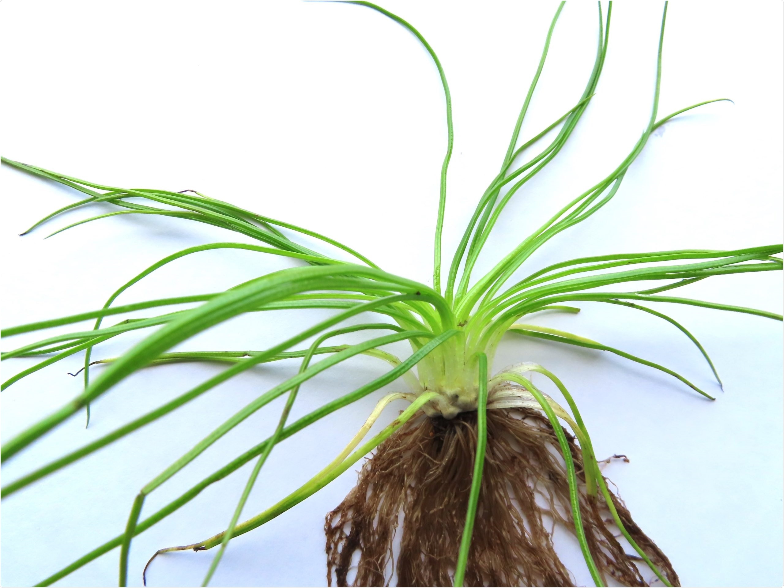 Quillwort genome sequencing reveals a unique photosynthetic process