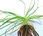 Quillwort genome sequencing reveals a unique photosynthetic process