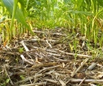 Research reveals role of bacteria in mediating soil carbon cycling