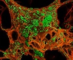 Study identifies a compound capable of easing symptoms of coronavirus infections