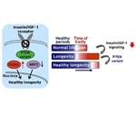 Regulating the activity of a protein enhances health span, says research