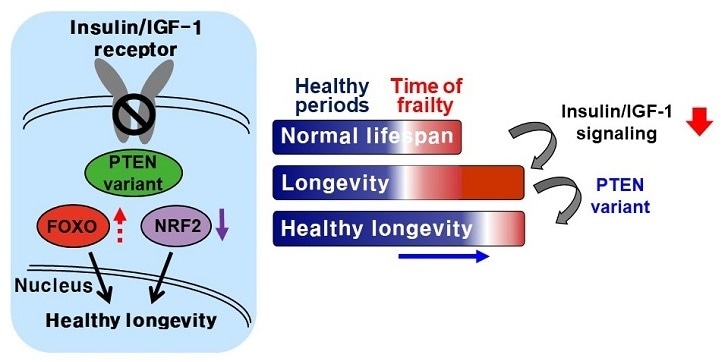 Regulating the activity of a protein enhances health span, says research