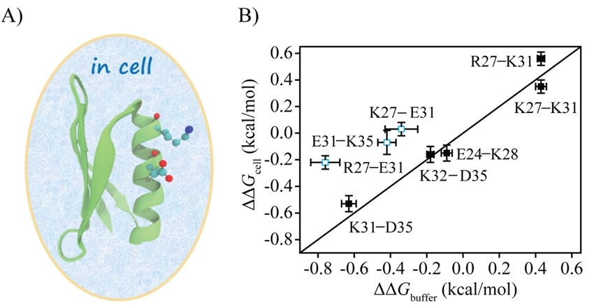 Study analyzes electrostatic interactions of proteins in Escherichia coli
