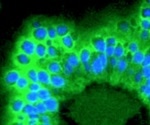 Advanced tools for Glycobiology research