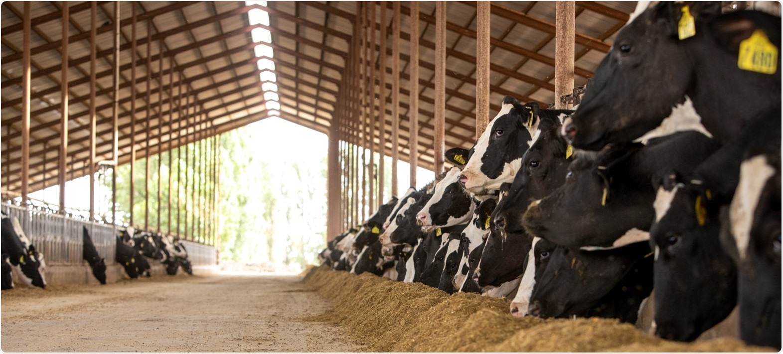 Cows Cows