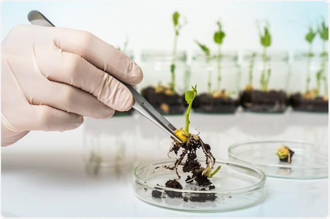 GMO Crop GMO Crop