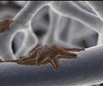 Research reveals pathways controlling osteocyte development