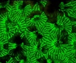 How have Fluorescent Proteins Transformed Science?