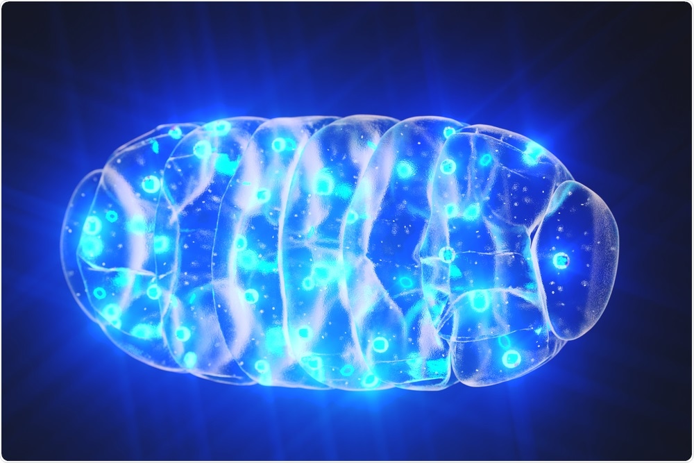 Mitochondria Mitochondria