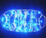 Researchers propose novel model for mitochondrial nucleoid self-assembly