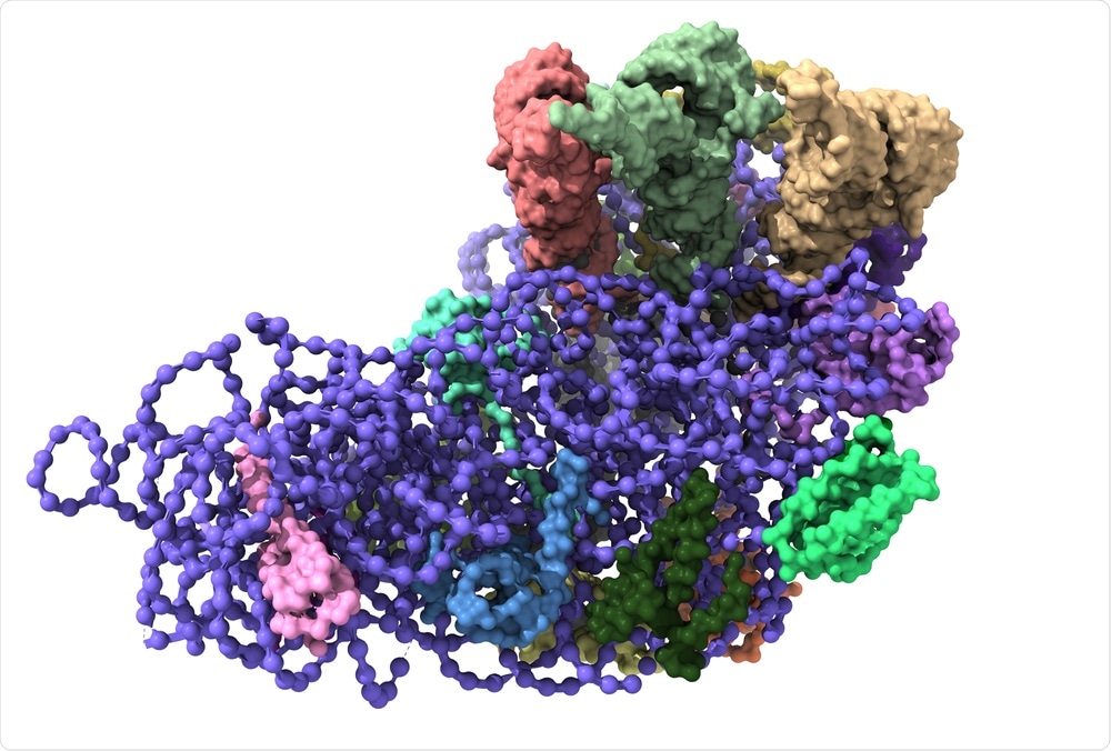 Ribosome Ribosome