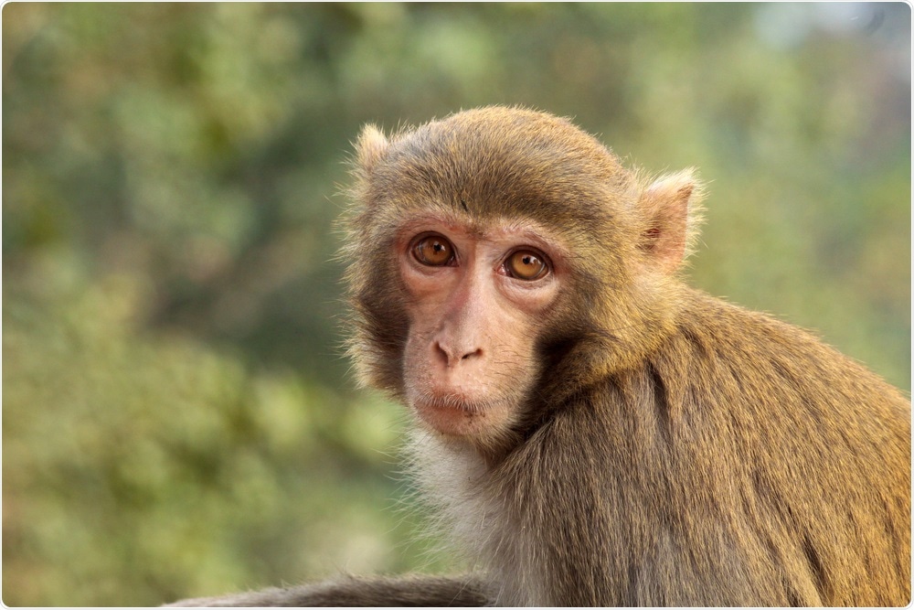 rhesus macaque monkey rhesus macaque monkey