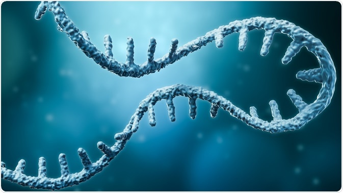 RNA RNA
