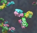 What Role do Genes Play in the Development of Antibodies?