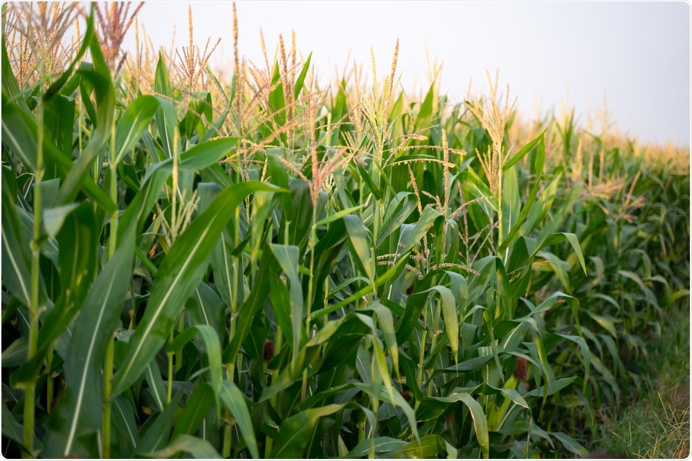 Maize Field Maize Field