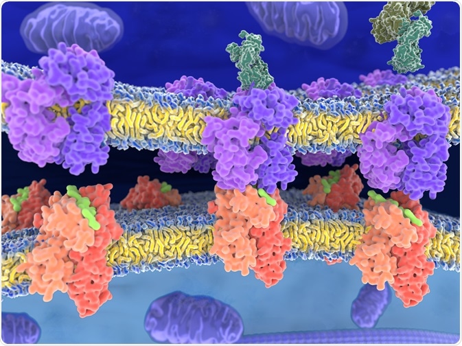 MHC class II-peptide complex MHC class II-peptide complex