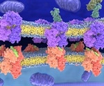 What is the Function of MHC Molecules?