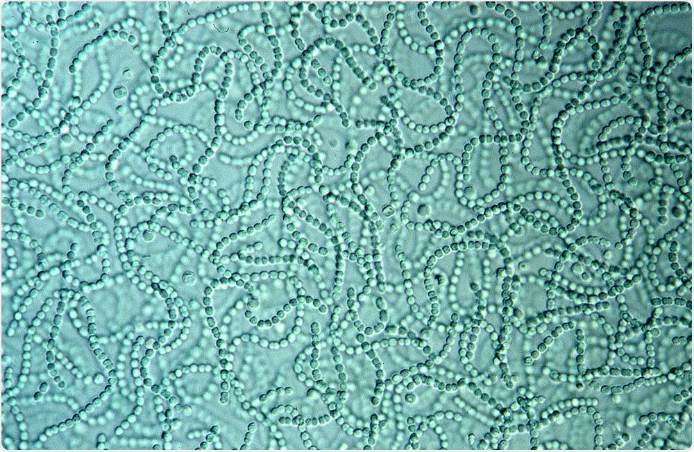 Cyanobacteria Cyanobacteria