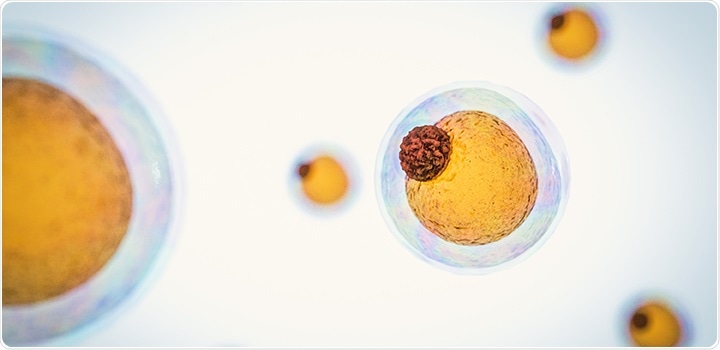 Immune cells utilize the body’s fat stores to combat infection, says study