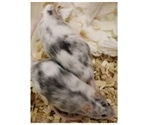 Researchers come up with a novel technique to produce single-sex litters