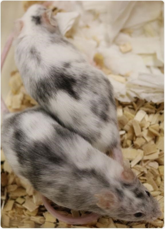 Researchers come up with a novel technique to produce single-sex litters