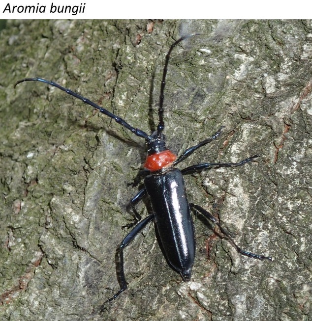 Researchers predict the spread of beetle species harming local flora