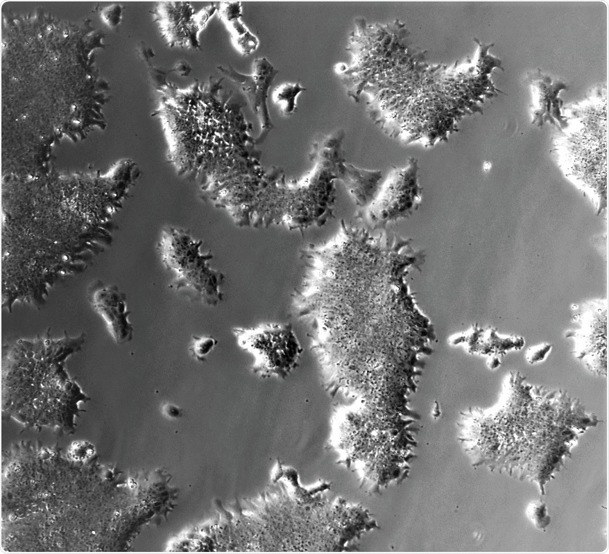 Experts grow novel cell lines in a chemically defined medium