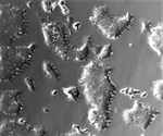 Experts grow novel cell lines in a chemically defined medium