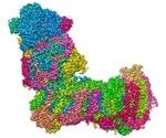 Study provides novel insights into biological energy conversion