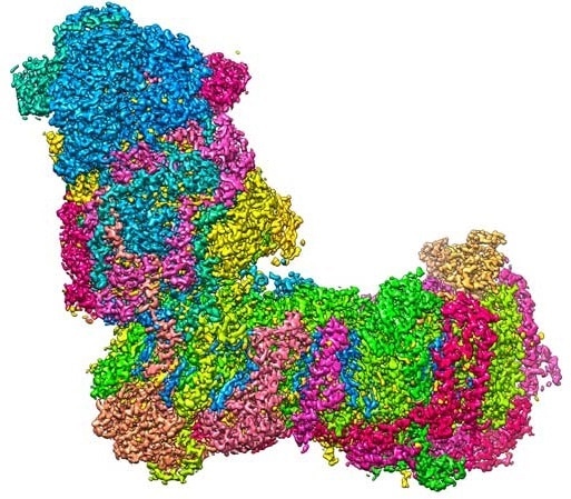 Study provides novel insights into biological energy conversion