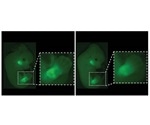 Lack of genetic switch results in malformations during embryonic development