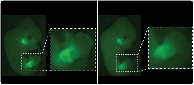 Lack of genetic switch results in malformations during embryonic development