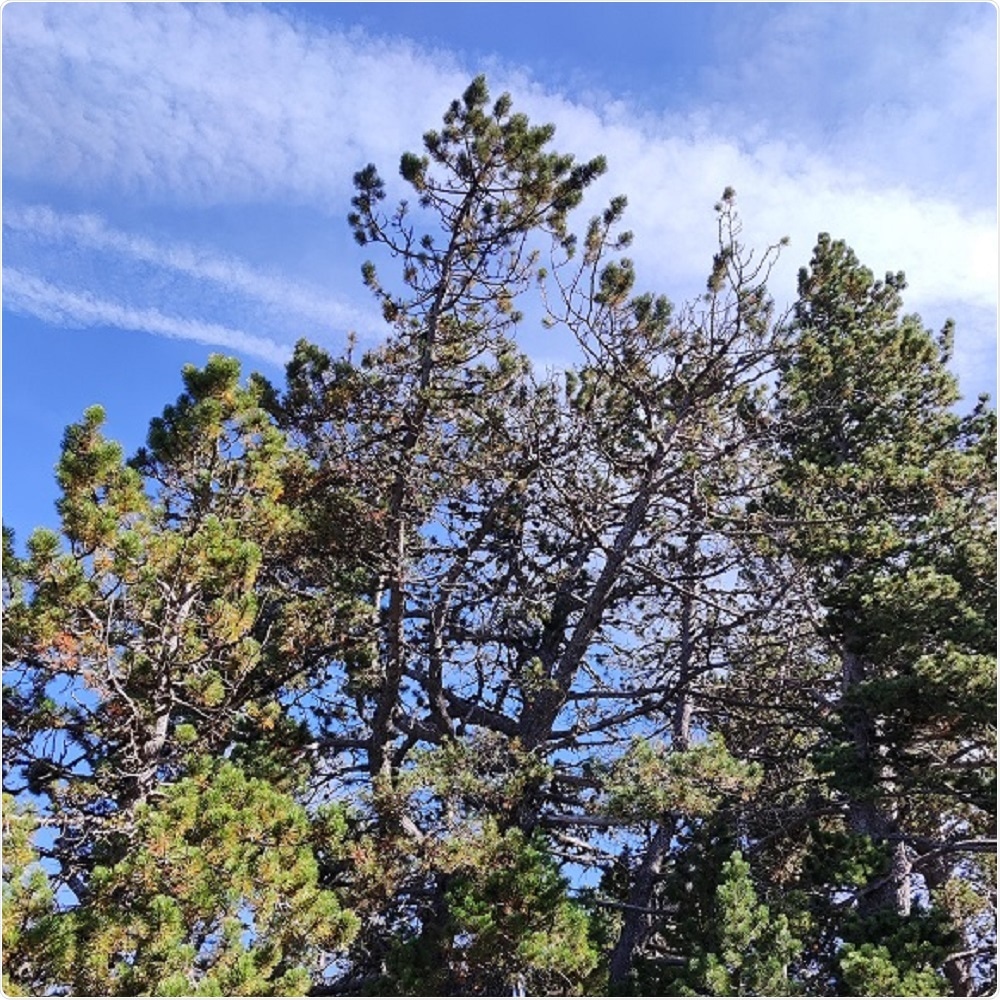 Research underlines the need for a spatiotemporal framework in plant research