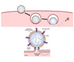 Nanoparticles mimicking flu viruses to deliver large biological drug molecules