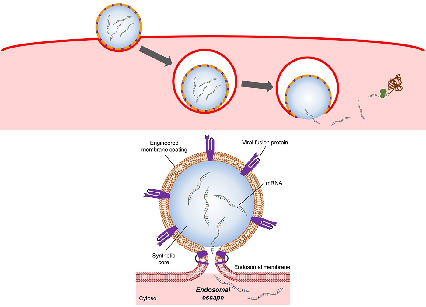 Nanoparticles mimicking flu viruses to deliver large biological drug molecules