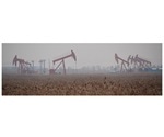 Researchers cultivate an archaeon that breaks down oil all by itself